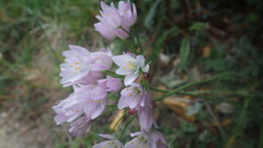 Allium roseum roseum