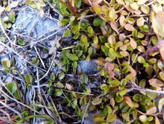 Lobelia perpusilla