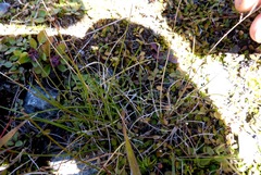 Rytidosperma buchananii