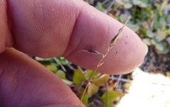 Rytidosperma buchananii