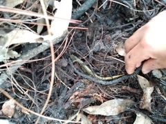 Pseudoeurycea conanti