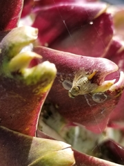 Terellia fuscicornis