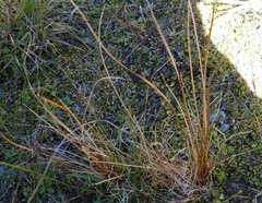 Carex buchananii