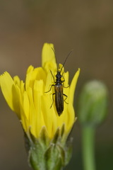 Oedemera pthysica