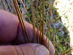 Carex buchananii