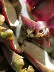 Terellia fuscicornis