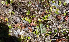 Epilobium brunnescens