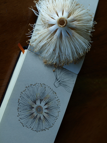 Pseudobombax septenatum