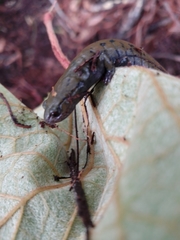 Pseudoeurycea conanti