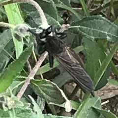 Promachus painteri