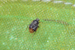 Charagochilus gyllenhalii