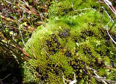 Bryum blandum