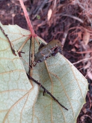 Pseudoeurycea conanti