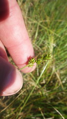Carex muricata pairae