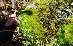 Bryum blandum