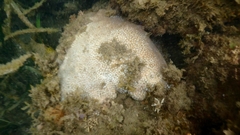 Plesiastrea versipora