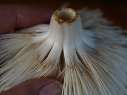 Pseudobombax septenatum