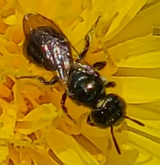 Zadontomerus