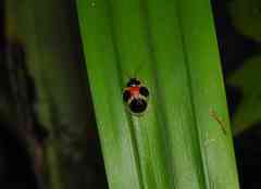 Spilophora trigemina