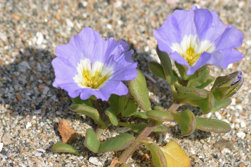 Suspiro de mar
