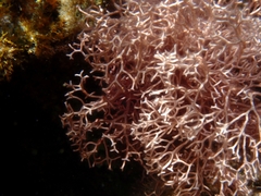 Liagora ceranoides
