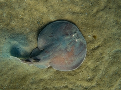 Torpedinidae