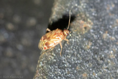 Plagiognathus grandis