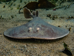 Torpedinidae