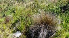 Schoenus pauciflorus