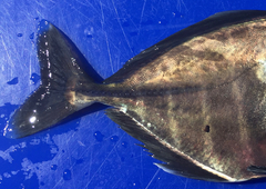Uraspis helvola
