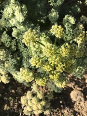 Lomatium dasycarpum