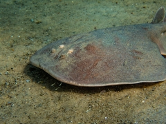 Torpedinidae