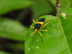 Paryphes