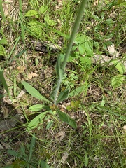 Pilosella aurantiaca
