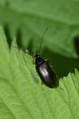 Gonodera luperus