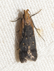 Dichomeris costarufoella