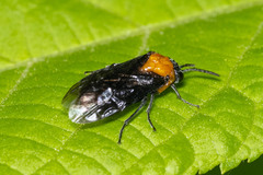 Phymatocerini