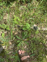 Pilosella aurantiaca