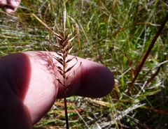Carex edura