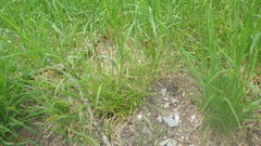 Carex muricata pairae