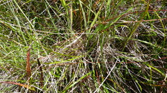 Carex edura