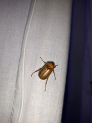 Rhizotrogus marginipes