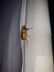 Rhizotrogus marginipes