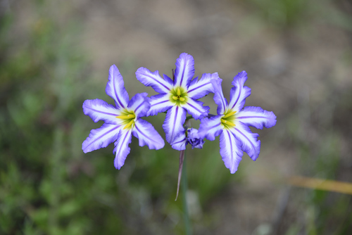 Leucocoryne vittata