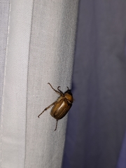 Rhizotrogus marginipes