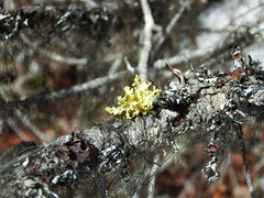 Vulpicida canadensis