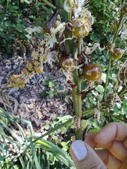 Asphodelus macrocarpus