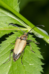 Trigonarthris proxima