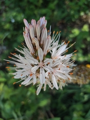 Asphodelus macrocarpus