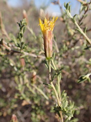 Pegolettia retrofracta
